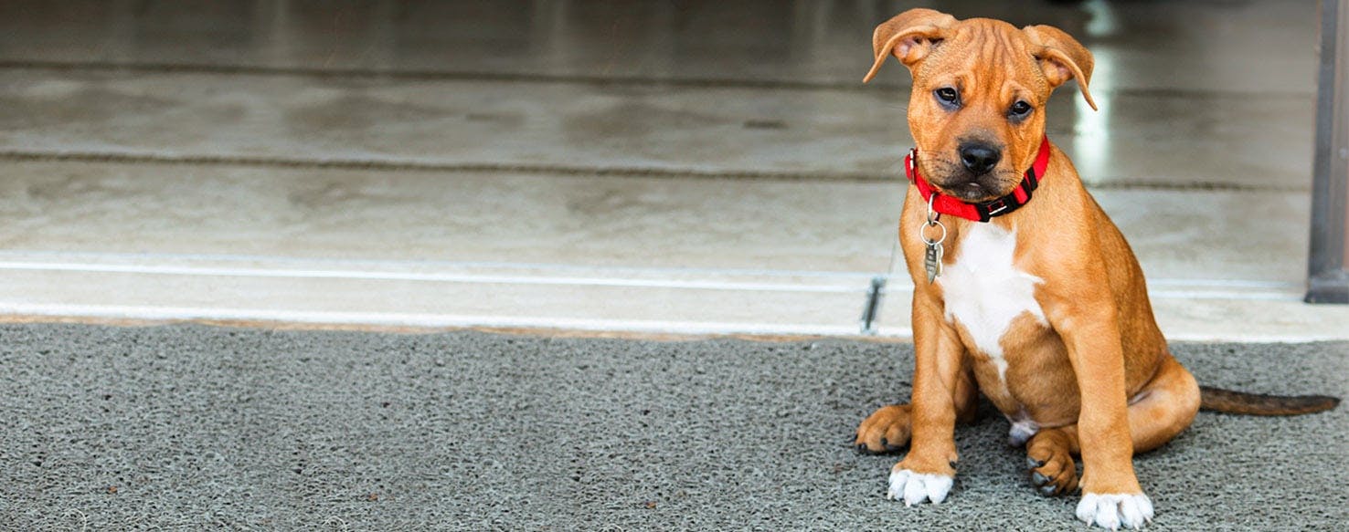Dog Names That Start With Em Popular Male And Female Names Wag 